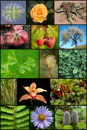 Diversity_of_plants_image_version_5.png